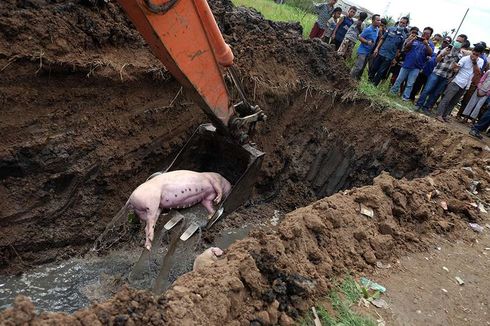 Antisipasi Kolera, Alasan Camat Hamparan Perak Tertibkan Peternak Babi