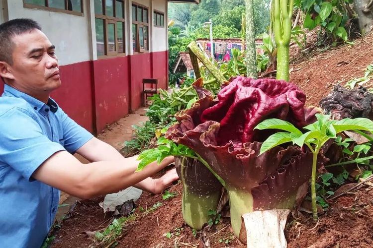 Bungai bangkai jenis Amorphophallus paeoniifolius mekar sempurna di halaman belakang sekolah di Cianjur, Jawa Barat.