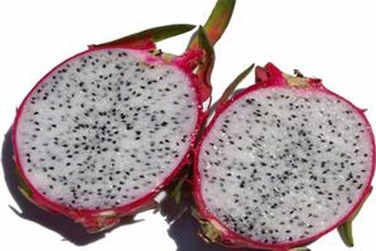 Selain berkhasiat, buah naga dianggap sebagai tanaman pembawa berkah