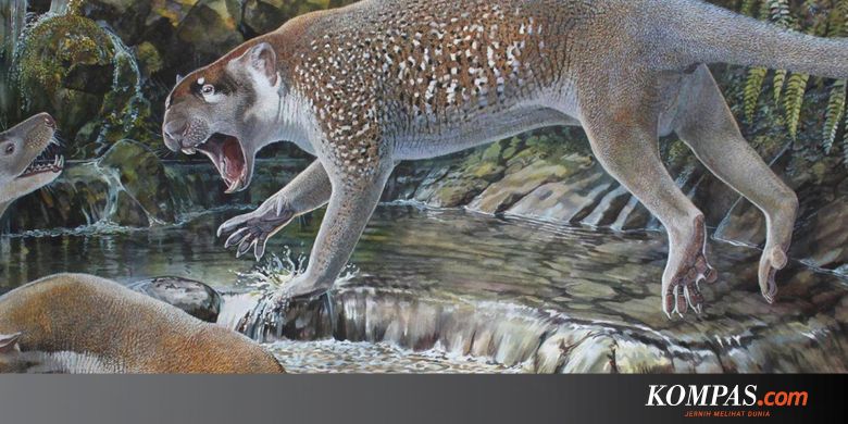 5200 Gambar Hewan Kangguru Dan Koala Terbaru