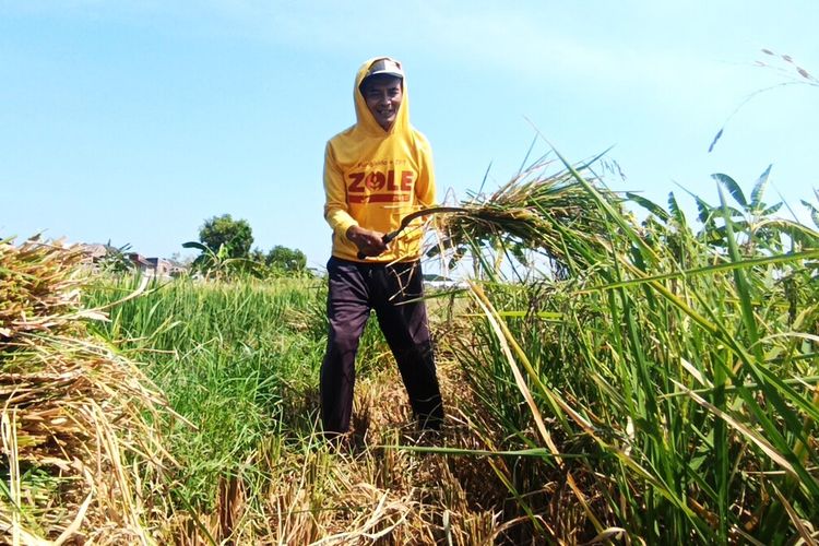 Diserang Hama Tikus, Petani Padi dan Jagung di Magetan Terancam Gagal Panen
