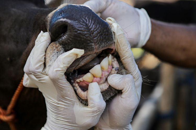 Petugas Dinas Ketahanan Pangan Kota Tangerang memeriksa mulut sapi di salah satu lokasi peternakan di Periuk, Kota Tangerang, Banten, Selasa (14/6/2022). Pemerintah Kota Tangerang melarang hewan kurban luar daerah masuk ke wilayah Kota Tangerang pada 14 hari sebelum Idul Adha guna mencegah penularan Penyakit Mulut dan Kuku (PMK). ANTARA FOTO/Fauzan/rwa.