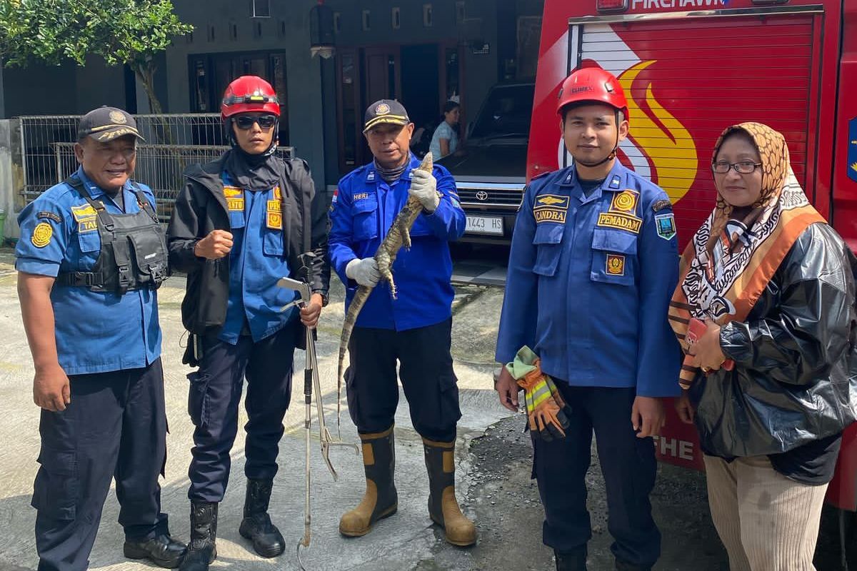  Tak Cuma Ular, Biawak Dilaporkan Masuk Dapur Warga, Apa Penyebabnya?