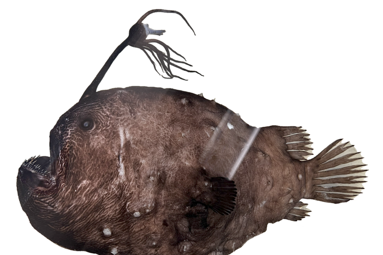 Pacific footballfish (Himantolophus sagamius)