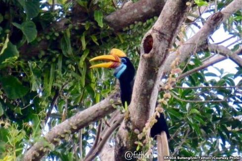 Rangkong Terancam Punah akibat Deforestasi dan Perburuan