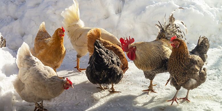 45 Gambar Hewan Ayam Betina HD Terbaru