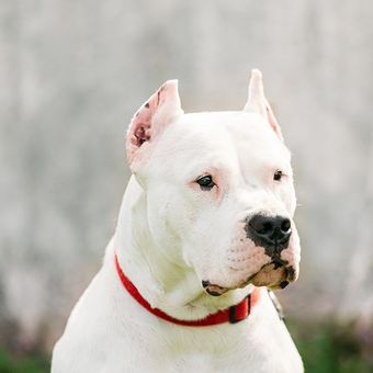 Ilustrasi anjing Dogo Argentino.