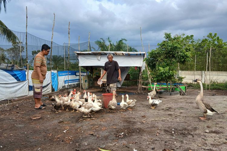 Beternak Ayam dan Bebek di Pekarangan Rumah, Cara Robuan Menjaga Dapur Tetap Mengepul