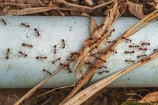 10 Cara Mengusir Semut dari Rumah dan Tips Mencegahnya Datang Lagi