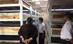 Apartemen Cacing Sutra, Solusi Alternatif untuk Budi Daya Ikan