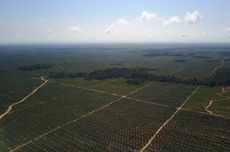 10 Provinsi Penghasil Kelapa Sawit Terbesar di Indonesia, Kok Minyak Goreng Masih Langka?