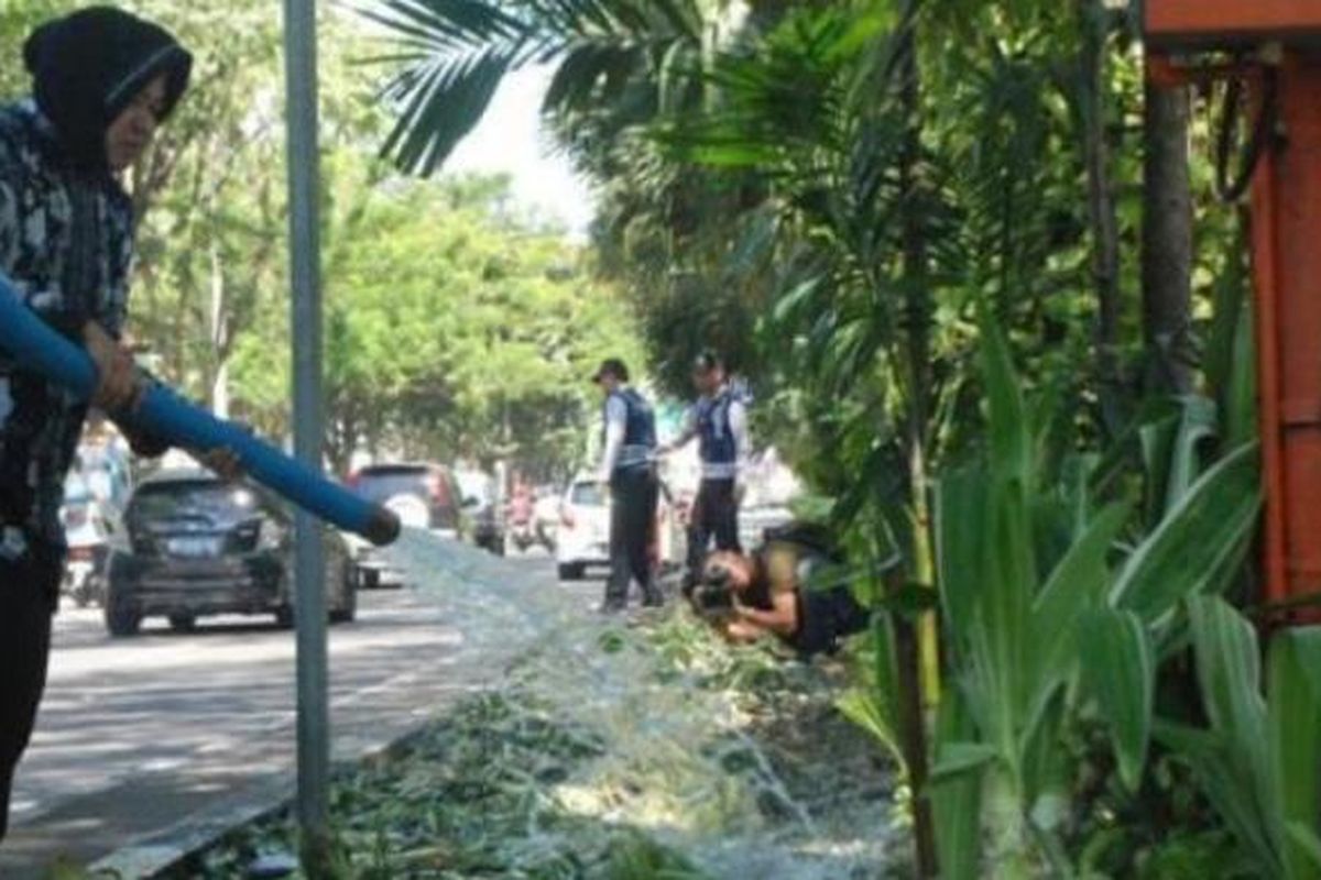 Wali Kota Surabaya Tri Rismaharini ikut turun membenahi kondisi taman di sepanjang Jalan Raya Darmo dan Taman Bungkul Surabaya yang rusak diinjak-injak ribuan warga, Minggu (10/5/2014). 
