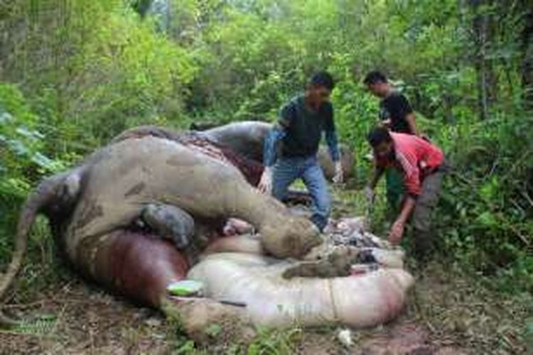 Tim Polres Aceh Timur dan BKSDA Aceh memeriksa bangkai gajah yang tewas diracun di Desa Seumanah Jaya, Aceh Timur, Jumat (18/11/2016)