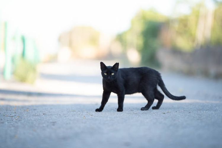 Ilustrasi mitos melihat kucing hitam melintasi jalan.