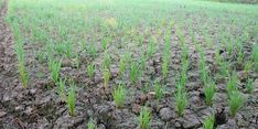 Petani di Sinjai Gagal Panen, Mentan Sarankan Mereka Ikut Asuransi