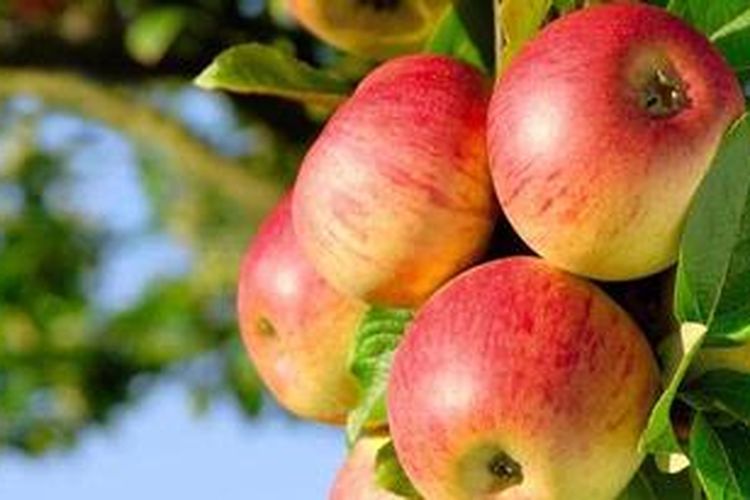 Ilustrasi buah apel