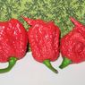Cabai Terpedas di Dunia, 300 Kali Lebih Pedas Dibanding Jalapeno