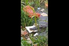 Buaya Rawa di Bangka Tengah Terekam Makan Tumpukan Sampah