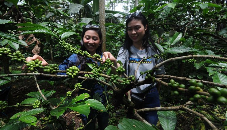 Pasar Organik dan Produk Perkebunan