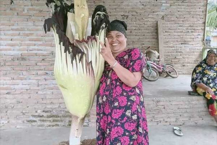 Tangkapan layar unggahan foto di media sosial. Seorang perempuan paruh baya berfoto di samping bunga bangkai (Amorphophallus titanum) di sebuah tempat yang disebut oleh pengunggahnya berada di Dusun Pulo Godan. Dusun tersebut berada di berada di Desa Silumajang, juga di Kecamatan Na IX-X, Labuhanbatu Utara.