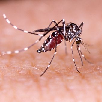 Ilustrasi nyamuk demam berdarah dengue (DBD). Waspada bahaya demam berdarah dengue yang cenderung meningkat saat musim hujan.