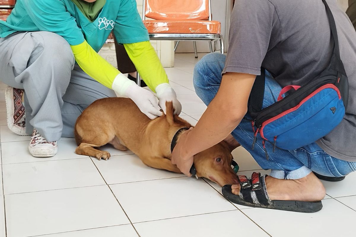 Dokter hewan memberi vaksin rabies kepada seekor anjing di RPTRA Anggrek, Cempaka Putih Timur,  Jakarta Pusat, Senin (14/8/2023). (KOMPAS.com/XENA OLIVIA)