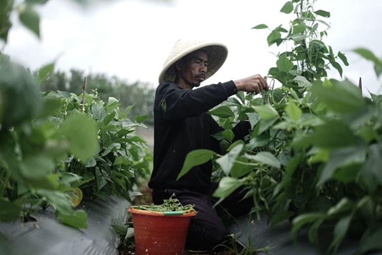 Salah satu petani terlihat memanen baby buncis jenis Kenya di lahan terbuka seluas 200 m2 di kawasan wakaf produktif di Pesantren Tahfizh Green Lido (PTGL) Dompet Dhuafa, Sukabumi, Jabar.