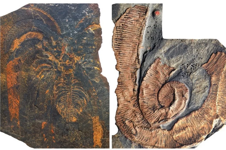 Salah satu fosil arthropoda yang ditemukan di Taichoute, Maroko 