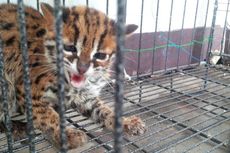 Dijual via Facebook, Kucing Hutan Diamankan BKSDA