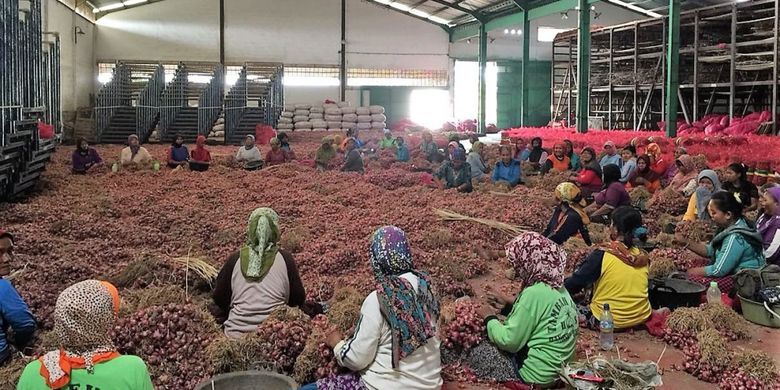 Hasil panen bawang merah petani Brebes