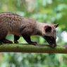 Wangi Pandan Musang Luwak: Penanda Kehidupan dan Keseimbangan Hutan
