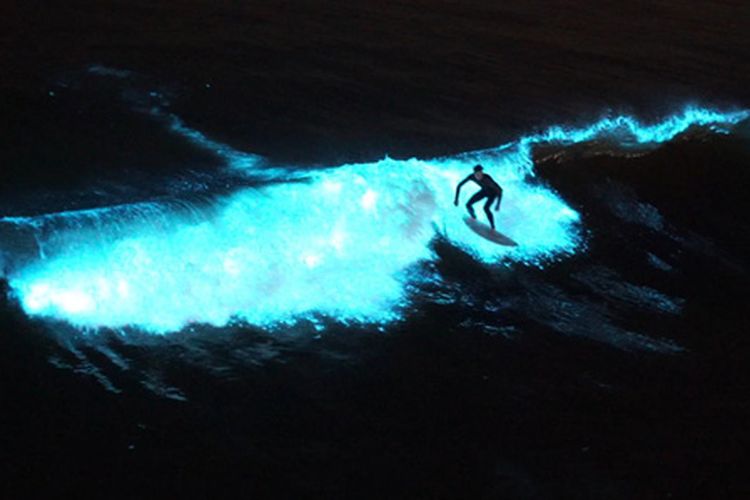 Seorang peselancar yang berselancar di lautan bercahaya akibat bioluminesensi mekarnya alga Lingulodinium polyedra.