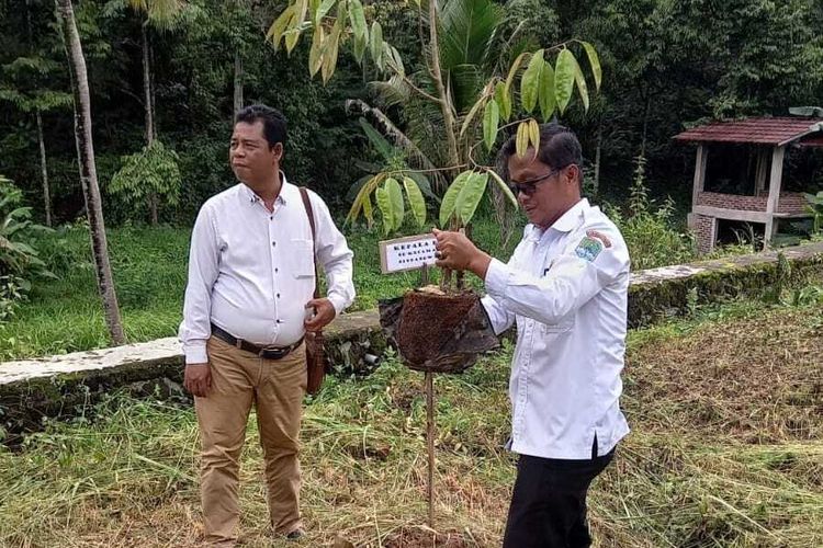 Aris Susanto, Kepala Desa Ujungberung, Kecamatan Sindangwangi, Kabupaten Majalengka, Jawa Barat, sedang menanam pohon durian Sinapeul, beberapa waktu lalu. Aris terus mendorong desa ini menjadi agrowisata Kampung Durian Sinapeul yang kian dikenal.
