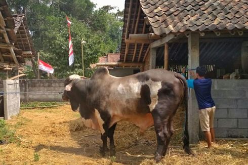 Idul Adha, Sapi Sumbangan Jokowi Akan Dibagikan ke Tiga Dusun Ini