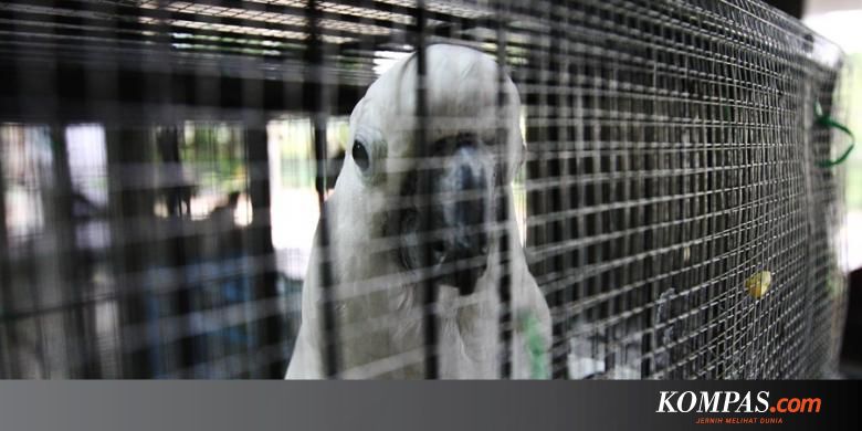 Selamatkan Burung Kakaktua Sebelum Tinggal Lagunya Halaman All