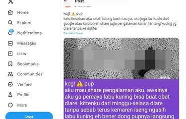 Benarkah Labu Kuning Bisa untuk Mengobati Diare pada Kucing? Ini ...