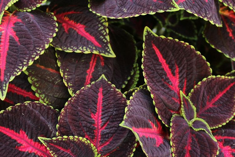 Ilustrasi tanaman hias coleus.