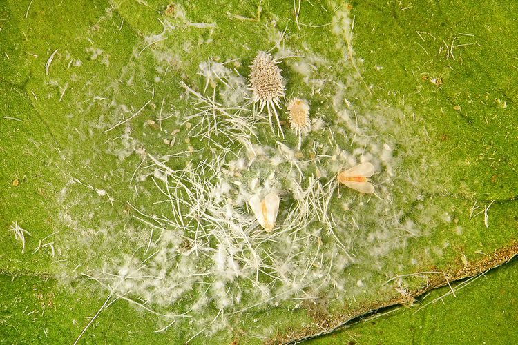 Ilustrasi hama kutu putih pada tanaman.