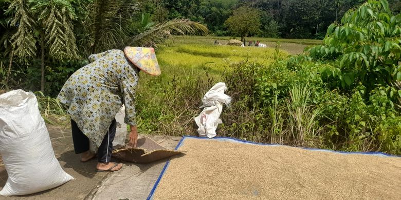 Petani sedang menjemur padi hasil panen yang mengalami penurunan produksi karena saluran irigasi mulai terganggu karena aktivitas penambangan emas ilegal