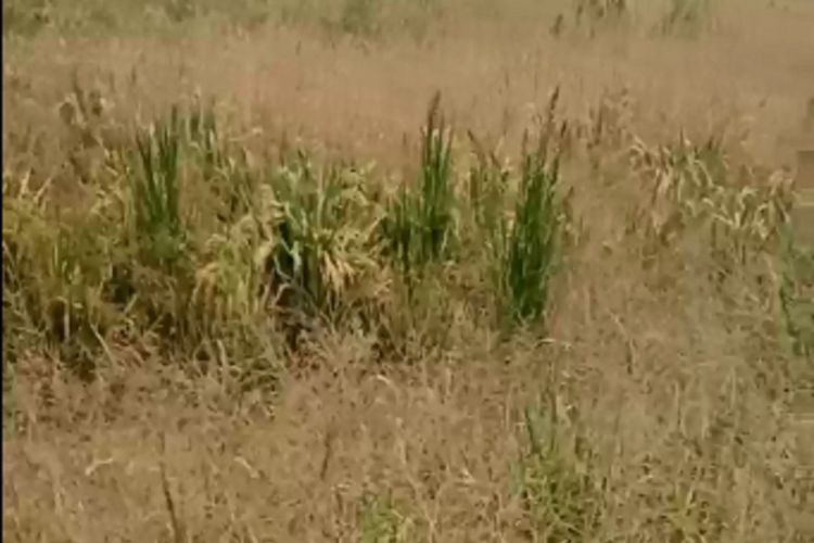 Ratusan lahan pertanian padi di Kabupaten Ngawi terancam gagal panen karena terserang virus kerdil. Tanaman padi petani akan mengalami gangguan pertumbuhan saat berusia 0 sampaai dengan 25 hari.