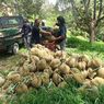Petani Bangga, Durian Montong Sulbar Tembus Pasar Ekspor Mancanegara