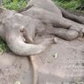 Gajah di TN Tesso Nilo Riau Mati Diracun, Gadingnya Hilang