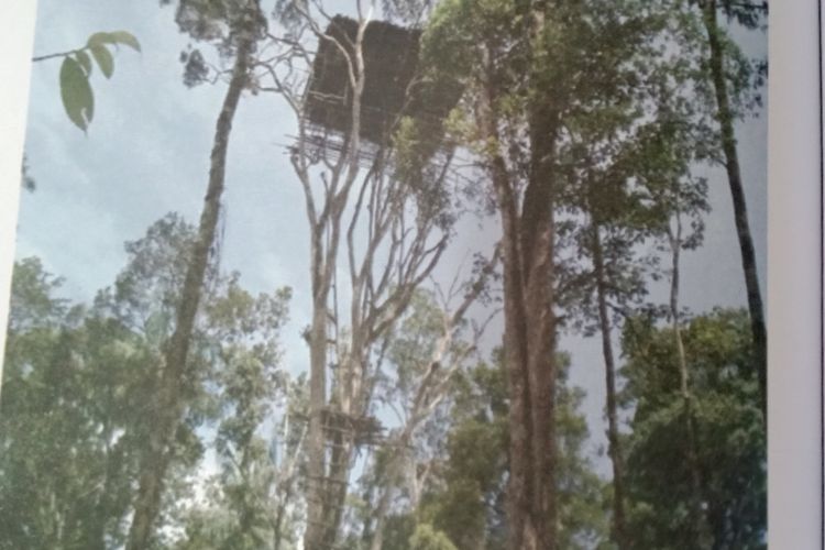 Rumah masyarakat Suku Korowai di wilayah Papua Selatan yang dibangun di pohon-pohon tinggi. Ukuran rumah ini bisa mencapai 70 meter di atas pohon besar.