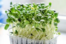 Cara Menanam Bibit Microgreen di Rumah