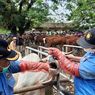 Penyakit Mulut dan Kuku pada Ternak Tak Bisa Diobati, tapi Bisa Dicegah