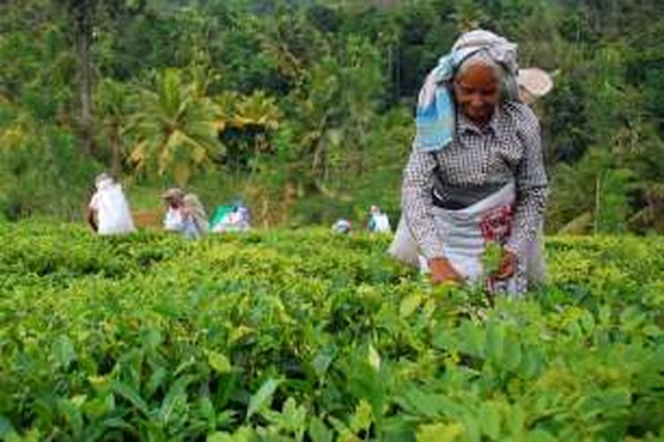 Pemetik teh di kebun teh di Kandy, Sri Lanka. 