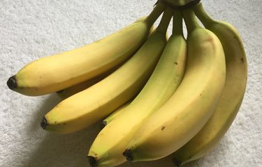 Ilustrasi pisang cavendish.