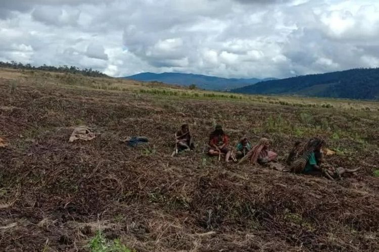 Warga Kabupaten Lanny Jaya, Papua, dipotret setelah gagal memanen hasil kebun mereka yang terserang cuaca ekstrem.
