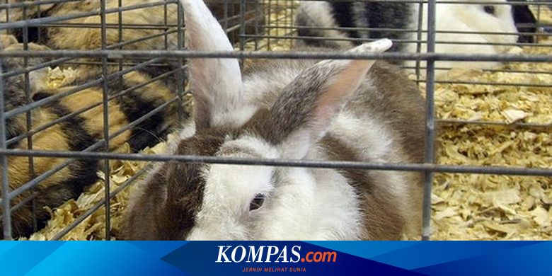 6 Fakta Menarik Kelinci Harlequin yang Berbulu Unik - Vimarsana News