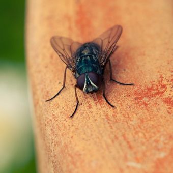 Ada beberapa cara mengusir lalat yang bisa kita coba, termasuk menaruh bau yang dibenci lalat.
